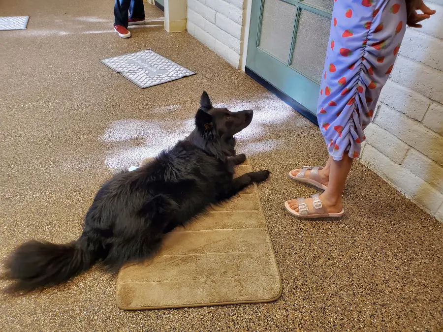 Animal assisted occupational therapy session with our therapy dog